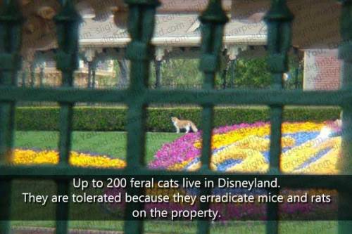 pornosophical:  jzanity1010:  dbvictoria:  More Disney Parks facts here  TREASURED GUEST  But how could you leave out this   this is so awesome..