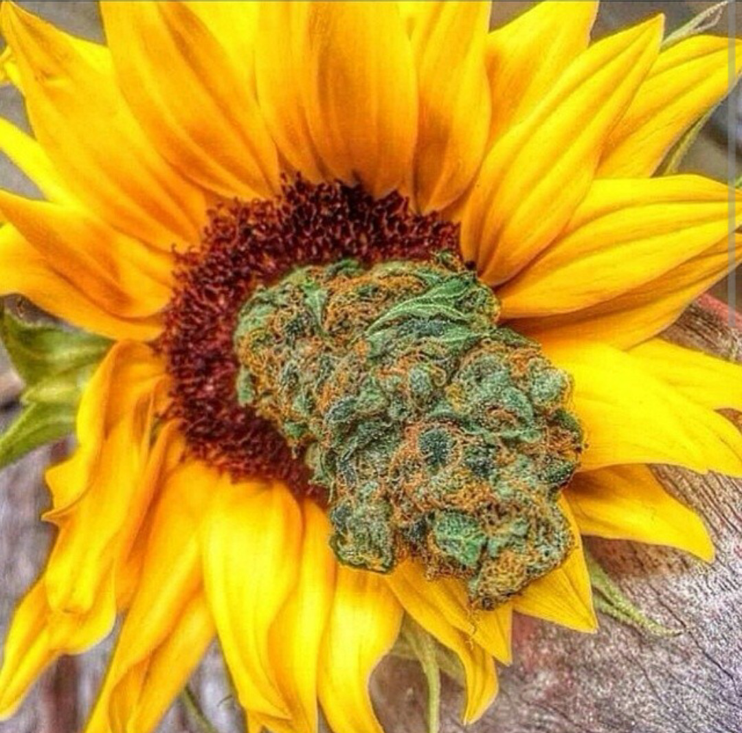 that's what Mary Jane said