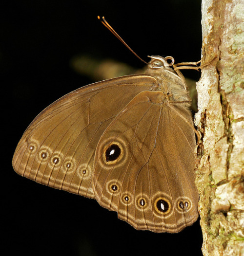 sinobug:Chinese Insects and Spiders ….more Butterflies of China Click images to see identific