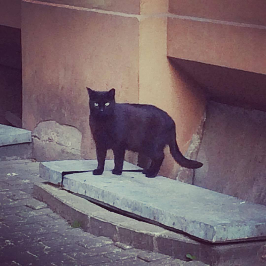 street cat (at Riga Old Town)