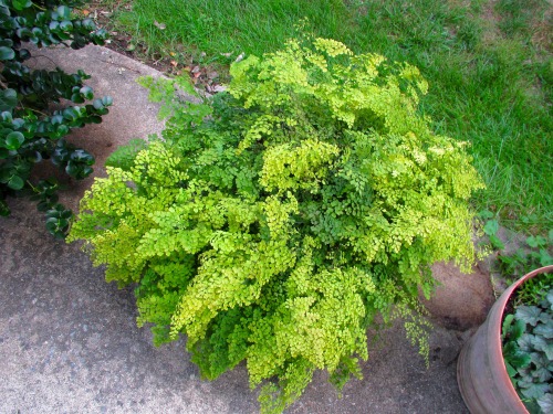 I haven’t mentioned my southern maidenhair fern for a while, but this year it grew to almost 3 feet 