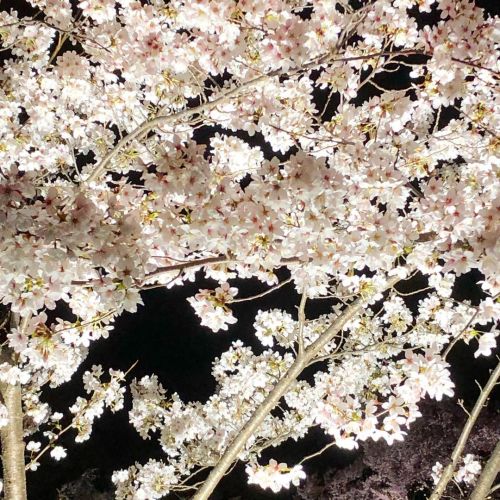 お城の夜桜を見てきました。#しだれ桜 は散り始めていますが、#ソメイヨシノ は満開でした #上田城址公園https://www.instagram.com/p/CNKcrD8pC7-/?igshi