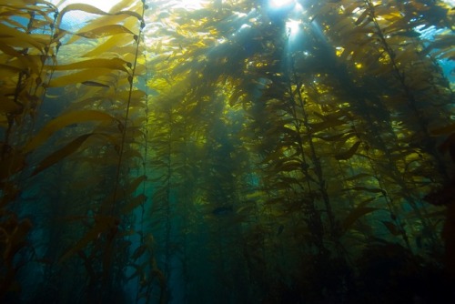 celtic-forest-faerie:{Kelp Forest} by {Divindk}