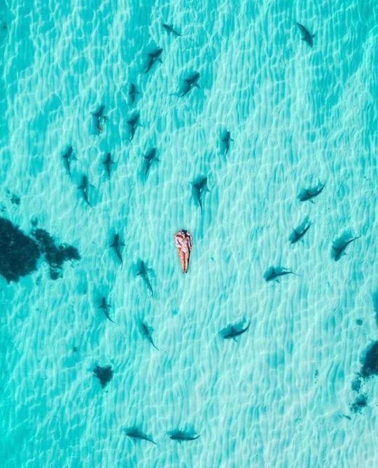 surfer-roo01:  