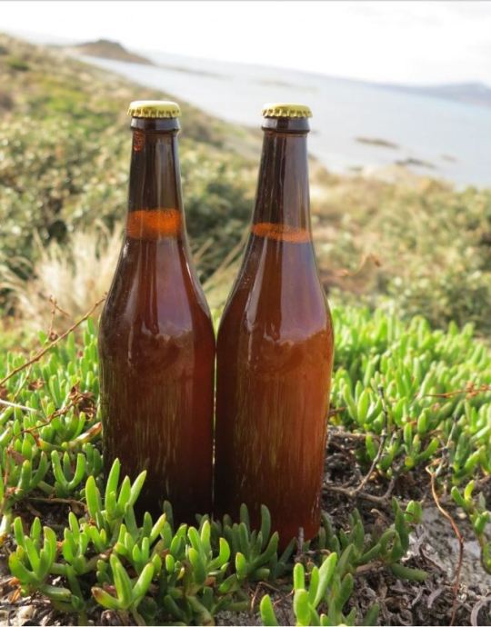 Oldest Beer Brewed from Shipwreck's 220-Year-Old Yeast Microbes