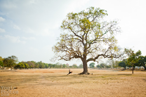 Paula in Mysore, India.Photography by Christine Hewitt © yogicphotos.comPaula teaches yoga in R