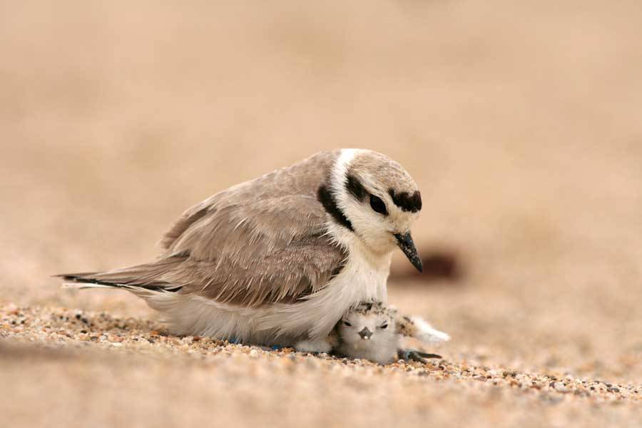 stoned-levi:  animal-factbook:  Sometimes when disciplining their young, the Western