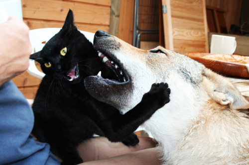 cat-parlour:Shiva and his childhood friend Raksha ♡