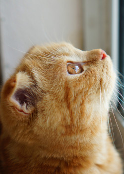 photogenicfelines:  (thanakornasat)