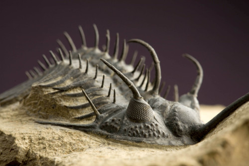 mrcaptaincook:  fossilized moroccan trilobites! adult photos