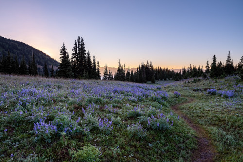 expressions-of-nature:Mount Rainier, WA by Sarah Dove Chandler
