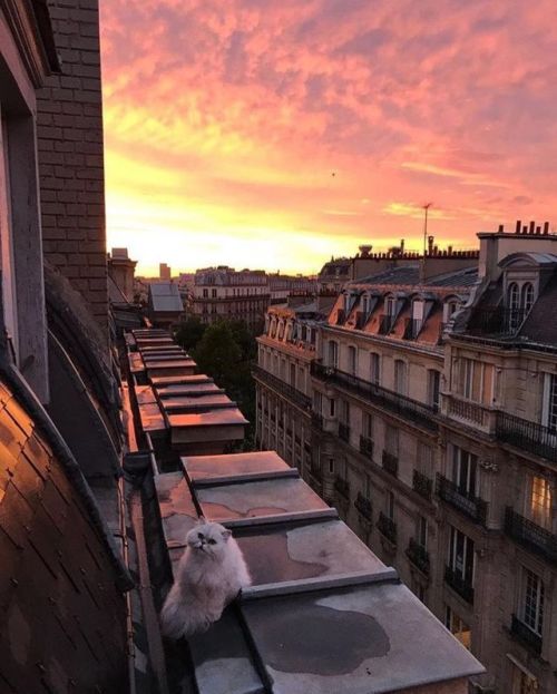 lilyadoreparis: Sunset in Paris by Adenorah.