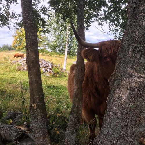 highlandcattleofsaarela:www.instagram.com/p/B08b-RcBb_X/