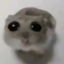 sandyseagullsip