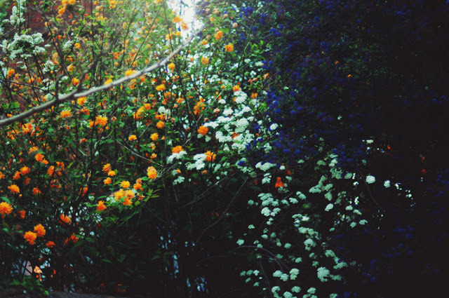 englishsnow:  by Ella Ruth 