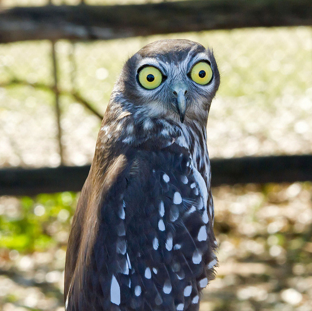 fairy-wren:  Barking Owl. Photo by kitfox1111 