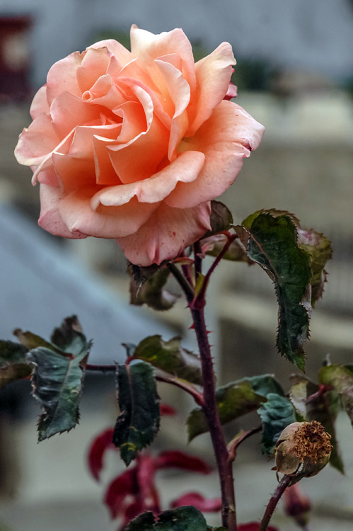 2seeitall:Gilgit Rose✧ Landscape photography blog ✧