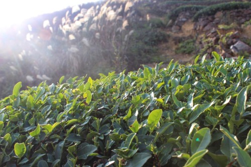 photoset: Master Zhang’s Tieguanyin Tea Fields, November 24th 2014Daping, Anxi, Fujian, China 