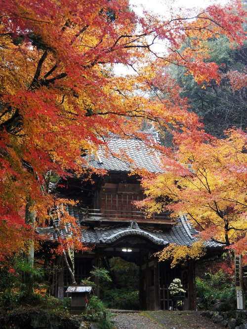 miizukizu: Autumn leaves at Kiyomizu Temple in Tomika town. 富加町 清水寺の紅葉 By : T.Kiya