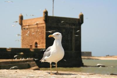 Essaouira,Gull Morocco