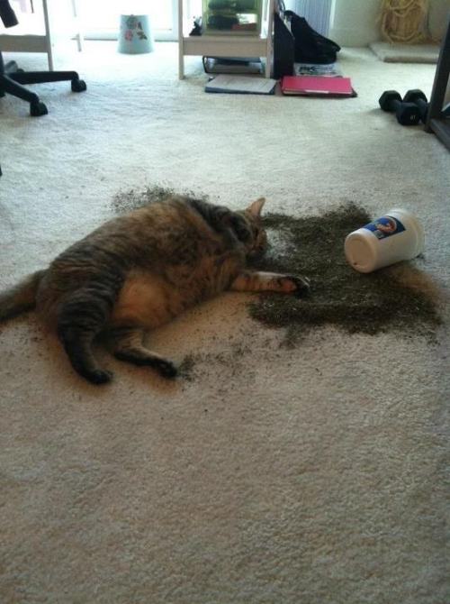 XXX catsbeaversandducks:  Catnip is a hell of photo