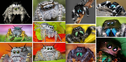 The most frequently asked questions about keeping jumping spiders: Here you  will find the answers! - Insektenliebe