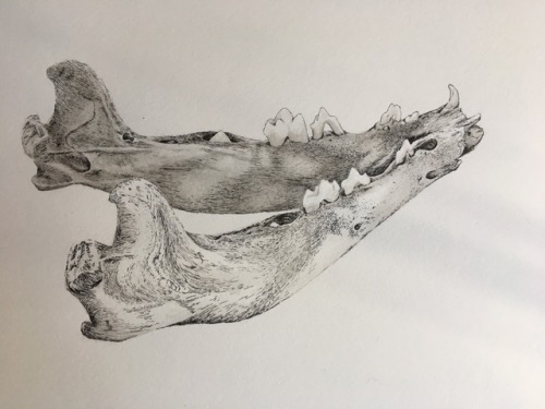 Shrew JawboneInkSomething else for scientific drawing class. My first time doing ink wash and I’m ra