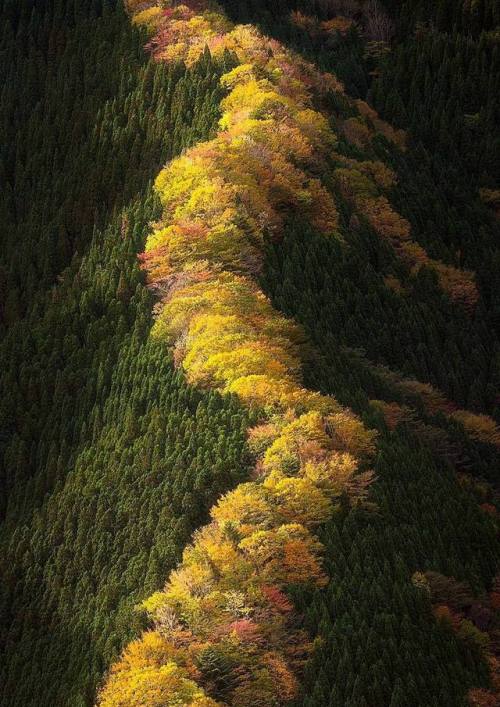 hellocoraco:“If the path be beautiful, let us not ask where it leads.” 🍂Anatole France