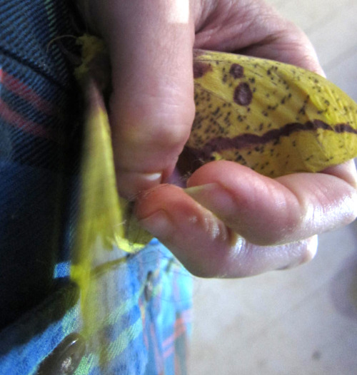 Imperial moth - Eacles imperialisThank you to BAMONA for the identification!  http://www.butterflies