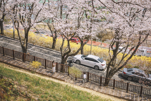 2022-04-02Spring, Cherry BlossomCanon EOS R3 + RF50mm f1.2LInstagram  |  hwantastic79vivid