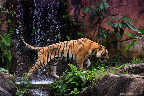 tigersandcompany:  The size of the chest on this cat… (by shark3d) 