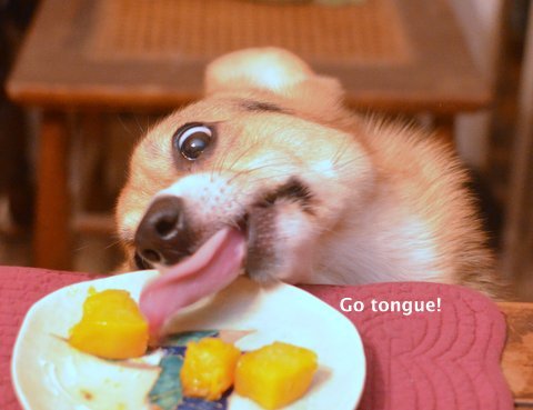 corgiaddict:  iothecorgi:  Butternut squash!  GO IO!