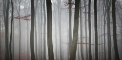 euph0r14:  nature | The Fog | by carstenmeyerdierks