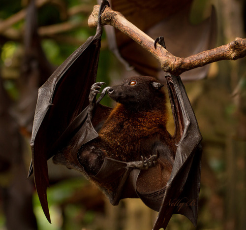 phototoartguy:Giant Flying Fox Bat by Nelly B.