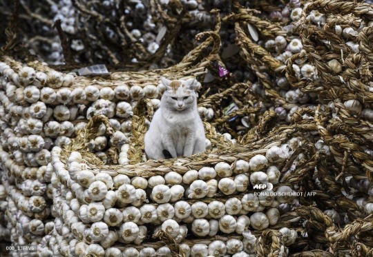 anarchy-kisses:May I present to you:Book sellerCrystal seller He sells flowers She