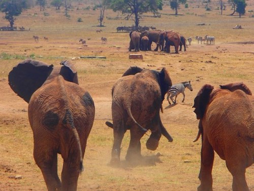 rhinogirl1: Kenyan man, Patrick Kilonzo Mwalua drives for miles to provide water to drought stricken wildlife.  One man making all the difference to hundreds of animals. 