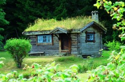 voiceofnature:  Green roof