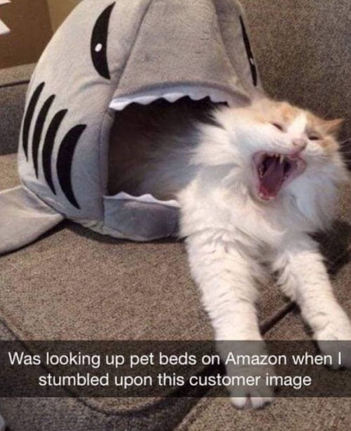 animalsnaps:Cat snaps