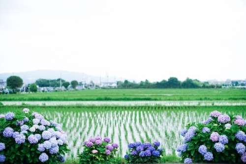 happymiko:田園風景とあじさい 神奈川県の開成町にあるあじさいの里