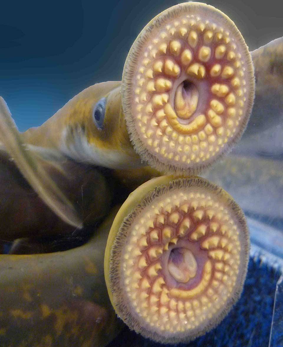 Giant Leech With Teeth giant-leech-with-teeth