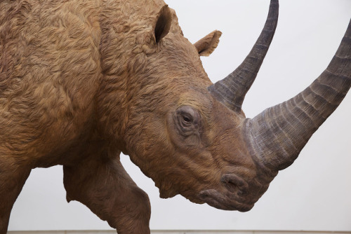 Woolly Rhinoceros, Coelodonta antiquitatis, life-sized sculpture reconstruction (12′ long!) for the 