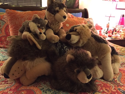 babyboyeren:  Introducing my stuffy collection!! The sharkies belong to daddy, cause even daddies like to snuggle things when they have bad days. As you can see, I’m a very spoiled boy. (ﾉ^ヮ^)ﾉ*:・ﾟ✧