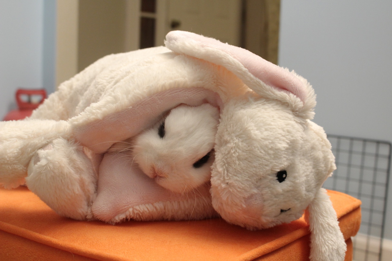 pycbunnies:  bunny inside of a bunny…bunception? Coco really likes being all snuggled