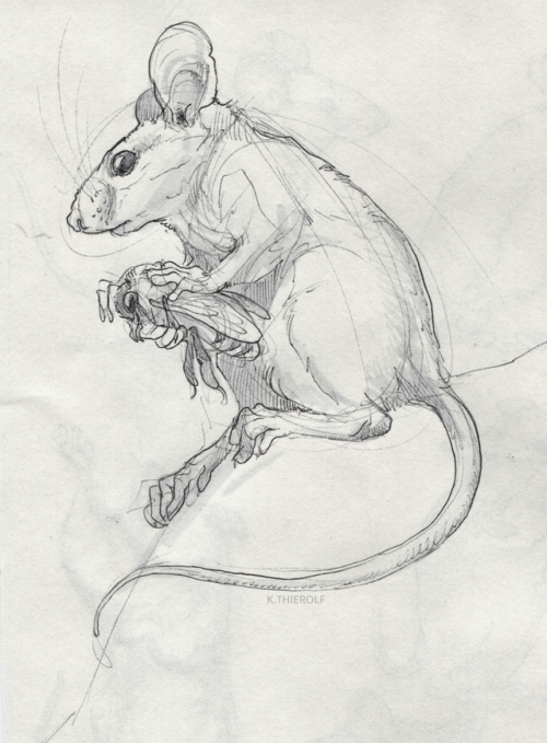 Some quick mouse form/anatomy practice- gave ‘em BEES.Definitely more to come. 8)  Ballpoint pen and