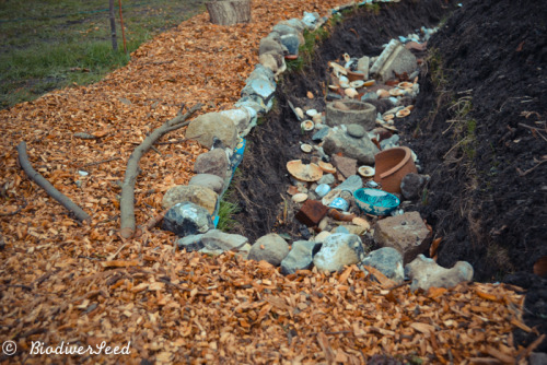 biodiverseed:The Water-Purifying Storm DrainSome trees in the municipality have come down, which mea