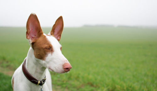 hounddogsrunning:  by minkee. on Flickr  The ears 💙