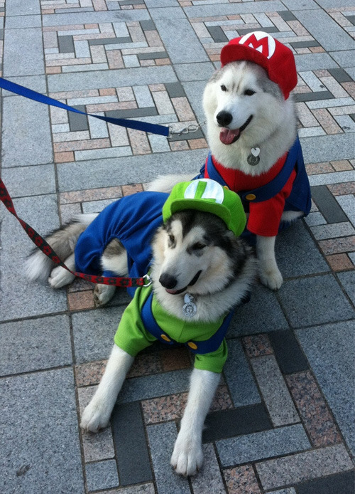 let-the-arrows-fall:  tastefullyoffensive:  Best Pet Costumes of Halloween 2013 (Part