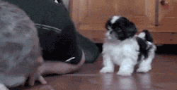 allanimalsunited:  Little dog