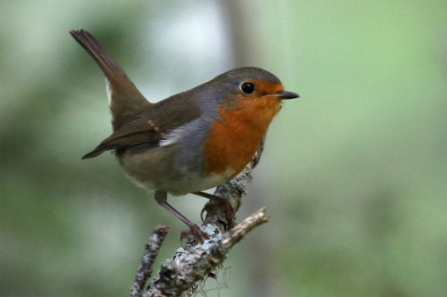 michaelnordeman:European robin/rödhake.