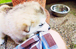 thehaikyuu:  Alaskan Malamute Puppies 